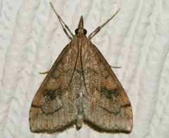 Udea profundalis 01 by CBG Photography Group, Centre for Biodiversity Genomics. Used under a CC0 license.