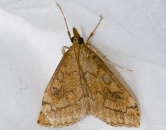 Udea profundalis 02 by CBG Photography Group, Centre for Biodiversity Genomics. Used under a CC0 license.