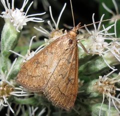 Udea rubigalis 1 by Jacy Lucier. Used under a CC BY-SA 4.0 license.