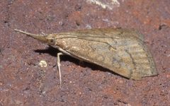 Udea rubigalis P1140235a by 
xpda. Used under a CC BY-SA 4.0 license.