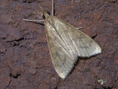 Udea rubigalis P1390605a by 
xpda. Used under a CC BY-SA 4.0 license.