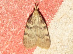 Acallis alticolalis by Dan MacNeal
https://www.inaturalist.org/people/dan_macneal. Used under a CC BY 4.0 license.