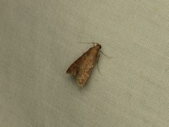 Arta epicoenalis by Donald Hobern. Used under a CC BY 2.0 license.