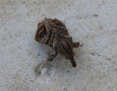 Bonchis munitalis by Francisco Farriols Sarabia

https://www.inaturalist.org/people/francisco3_. Used under a CC BY 4.0 license.