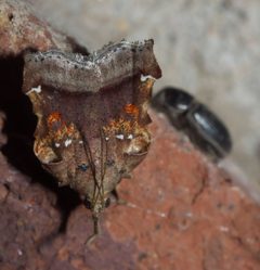 Clydonopteron sacculana P1030066a by 
xpda. Used under a CC BY-SA 4.0 license.