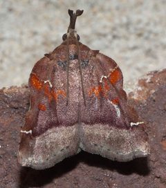 Clydonopteron sacculana P1120416a by 
xpda. Used under a CC BY-SA 4.0 license.
