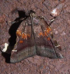 Clydonopteron sacculana P1130452a by 
xpda. Used under a CC BY-SA 4.0 license.