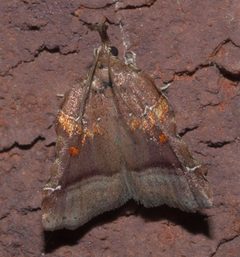 Clydonopteron sacculana P1180888a by 
xpda. Used under a CC BY-SA 4.0 license.