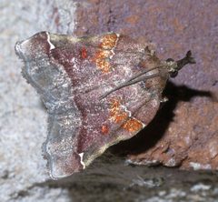 Clydonopteron sacculana P1380439a by 
xpda. Used under a CC BY-SA 4.0 license.