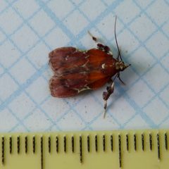 Galasa nigrinodis by Dendroica cerulea. Used under a CC BY 2.0 license.