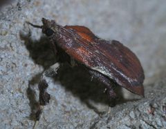 Galasa nigrinodis P1290124a by 
xpda. Used under a CC BY-SA 4.0 license.