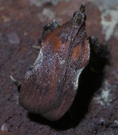 Galasa nigrinodis P1290172a by 
xpda. Used under a CC BY-SA 4.0 license.