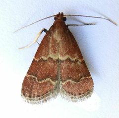 Heliades huachucalis by jimeckert49

https://www.inaturalist.org/people/jimeckert49. Used under a CC BY 4.0 license.