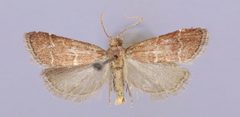 Heliades lindae by Solis AM, Cashatt ED, Scholtens BG. Used under a CC BY 3.0 license.