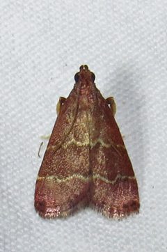 Heliades mulleolella by David Dodd. Used under a CC BY 4.0 license.