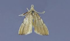 Paragalasa exospinalis by Solis AM, Cashatt ED, Scholtens BG. Used under a CC BY 3.0 license.
