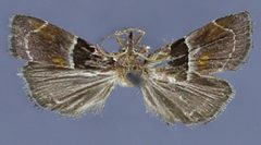 Penthesilea sacculalis baboquivariensis by Solis AM, Cashatt ED, Scholtens BG. Used under a CC BY 3.0 license.