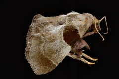 Tosale oviplagalis by USGS Native Bee Inventory and Monitoring Laboratory. Used under a Public domain license.