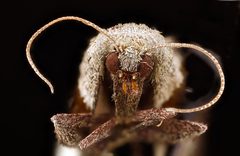 Tosale oviplagalis head by USGS Native Bee Inventory and Monitoring Laboratory. Used under a Public domain license.