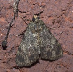 Epipaschia superatalis P1220475b by 
xpda. Used under a CC BY-SA 4.0 license.