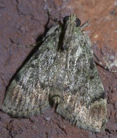 Epipaschia superatalis P1610023a by 
xpda. Used under a CC BY-SA 4.0 license.