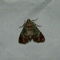 Macalla superatalis by John B.. Used under a CC BY 2.0 license.