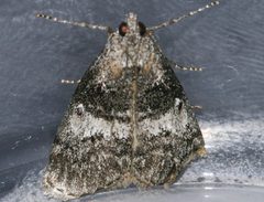 Pococera aplastella 01 by CBG Photography Group, Centre for Biodiversity Genomics. Used under a CC0 license.