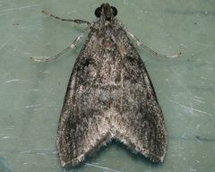 Pococera aplastella 03 by CBG Photography Group, Centre for Biodiversity Genomics. Used under a CC0 license.
