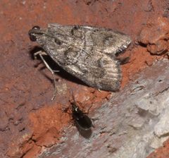 Pococera asperatella P1020244a by 
xpda. Used under a CC BY-SA 4.0 license.