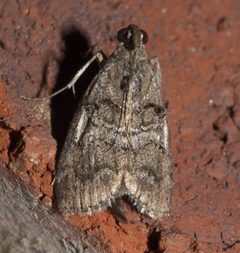 Pococera asperatella P1020245a by 
xpda. Used under a CC BY-SA 4.0 license.