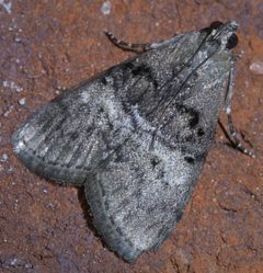 Pococera asperatella P1400015a by 
xpda. Used under a CC BY-SA 4.0 license.