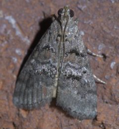Pococera asperatella P1640804a by 
xpda. Used under a CC BY-SA 4.0 license.