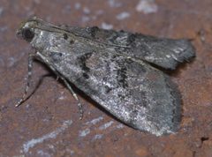 Pococera asperatella P1640805a by 
xpda. Used under a CC BY-SA 4.0 license.