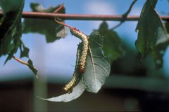 Pococera asperatella larva1 by John Godbee. Used under a CC BY 3.0 us license.