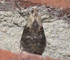 Pococera expandens P1110797a by 
xpda. Used under a CC BY-SA 4.0 license.