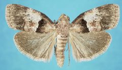 Pococera robustella adult by Natasha Wright. Used under a CC BY 3.0 us license.