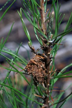 Pococera robustella damage by Robert L. Anderson. Used under a CC BY 3.0 us license.
