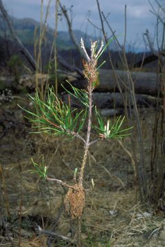 Pococera robustella damage1 by Robert L. Anderson. Used under a CC BY 3.0 us license.