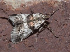Tallula atrifascialis P1250452a by 
xpda. Used under a CC BY-SA 4.0 license.