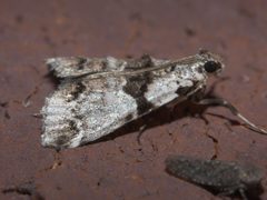 Tallula atrifascialis P1310669a by 
xpda. Used under a CC BY-SA 4.0 license.
