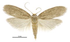 Achroia grisella female by Birgit E. Rhode, Landcare Research New Zealand Ltd.. Used under a CC BY 4.0 license.