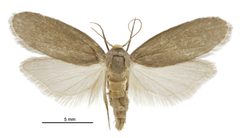 Achroia grisella female2 by Birgit E. Rhode, Landcare Research New Zealand Ltd.. Used under a CC BY 4.0 license.