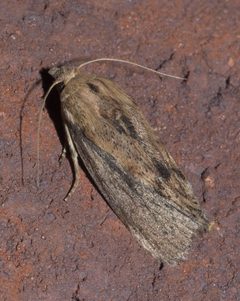 Galleria mellonella P1250687a by 
xpda. Used under a CC BY-SA 4.0 license.