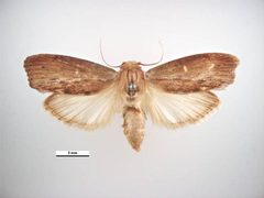 Galleria mellonella dorsal by Simon Hinkley &amp; Ken Walker, Museum Victoria. Used under a CC BY 3.0 au license.