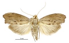 Galleria mellonella male by Birgit E. Rhode, Landcare Research New Zealand Ltd.. Used under a CC BY 4.0 license.