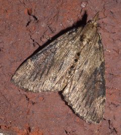 Omphalocera cariosa - inat 143465069 by {{{name}}}. Used under a CC BY-SA 4.0 license.