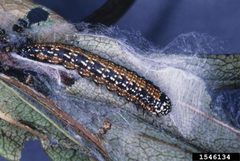 Omphalocera munroei1 by J. L. Castner. Used under a CC BY 3.0 license.