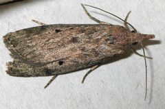Aphomia sociella 9626 by soebe. Used under a CC BY 2.5 license.
