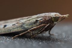Aphomia sociella female-2 by Drahkrub Attribution must include the URL http://de.wikipedia.org/wiki/Benutzer:Drahkrub.. Used under a CC BY-SA 3.0 license.