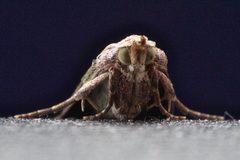 Aphomia sociella front by Drahkrub. Attribution must include the URL http://de.wikipedia.org/wiki/Benutzer:Drahkrub. Used under a CC BY-SA 3.0 license.